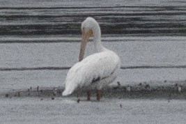 American White Pelican - ML637613744