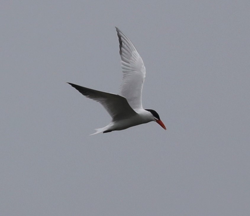 Caspian Tern - ML637613770