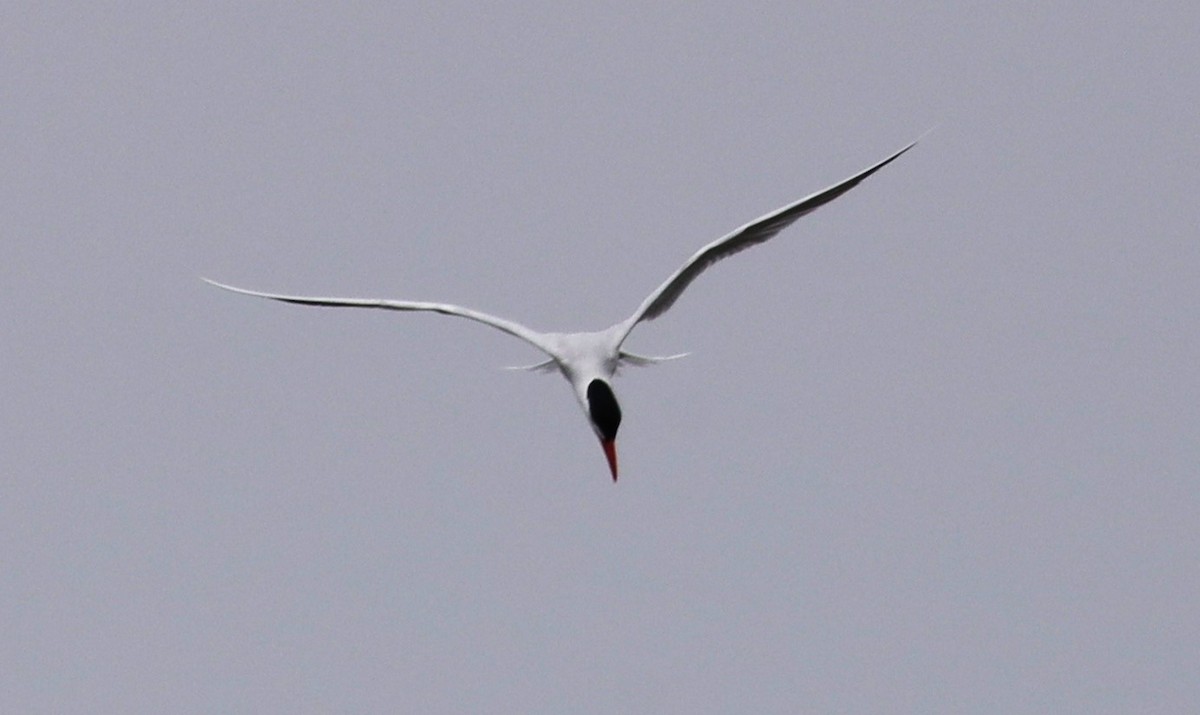Caspian Tern - ML637613771