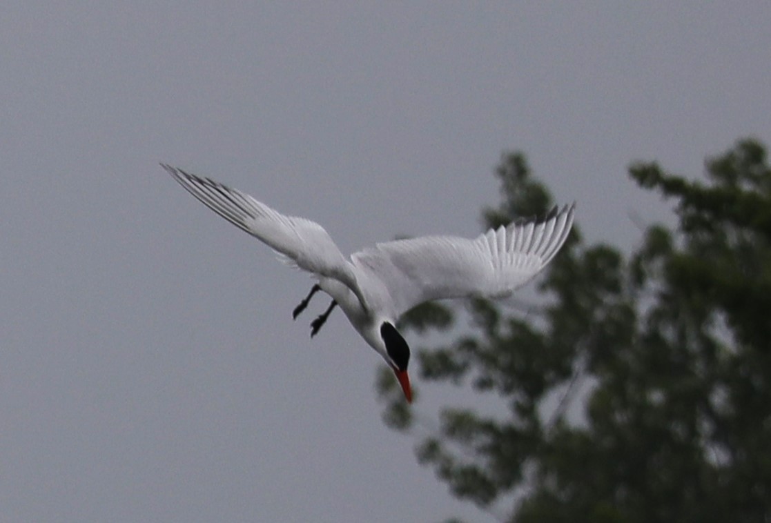 Caspian Tern - ML637613772
