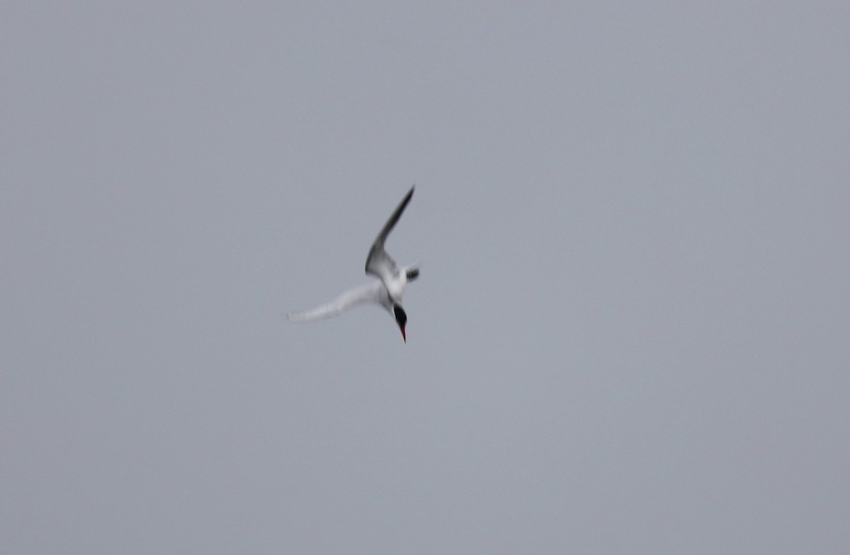 Caspian Tern - ML637613773