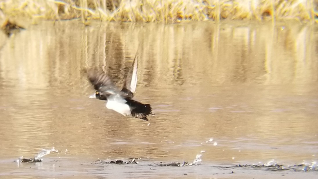 Ring-necked Duck - ML637613778