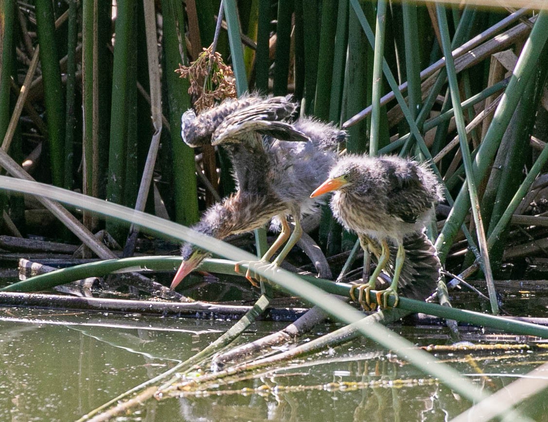 Green Heron - ML637613798