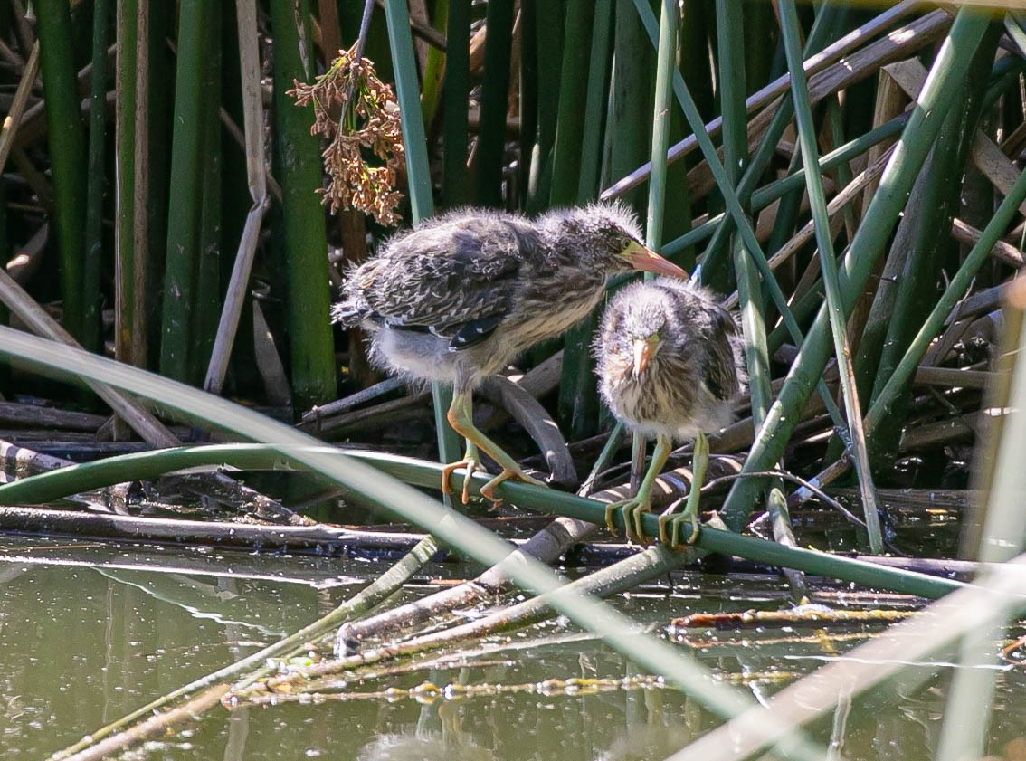 Green Heron - ML637613799