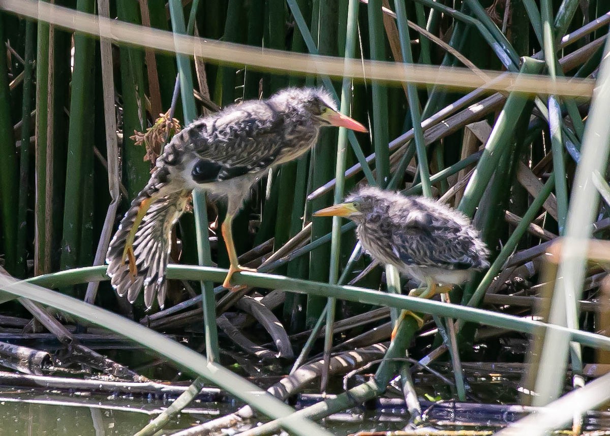 Green Heron - ML637613800
