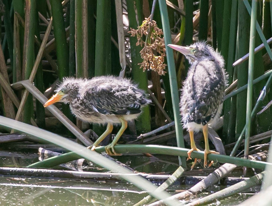 Green Heron - ML637613801