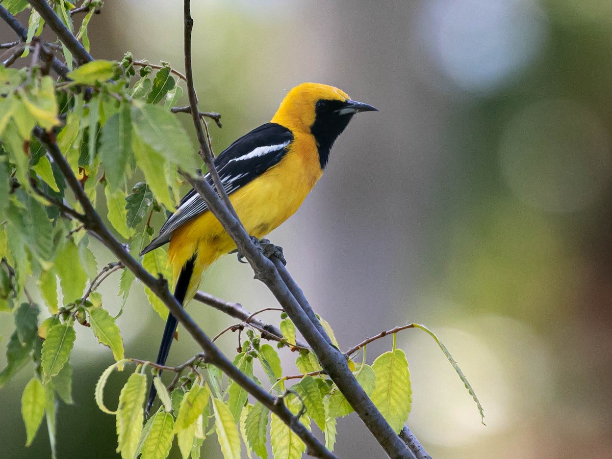 Hooded Oriole - ML637613812