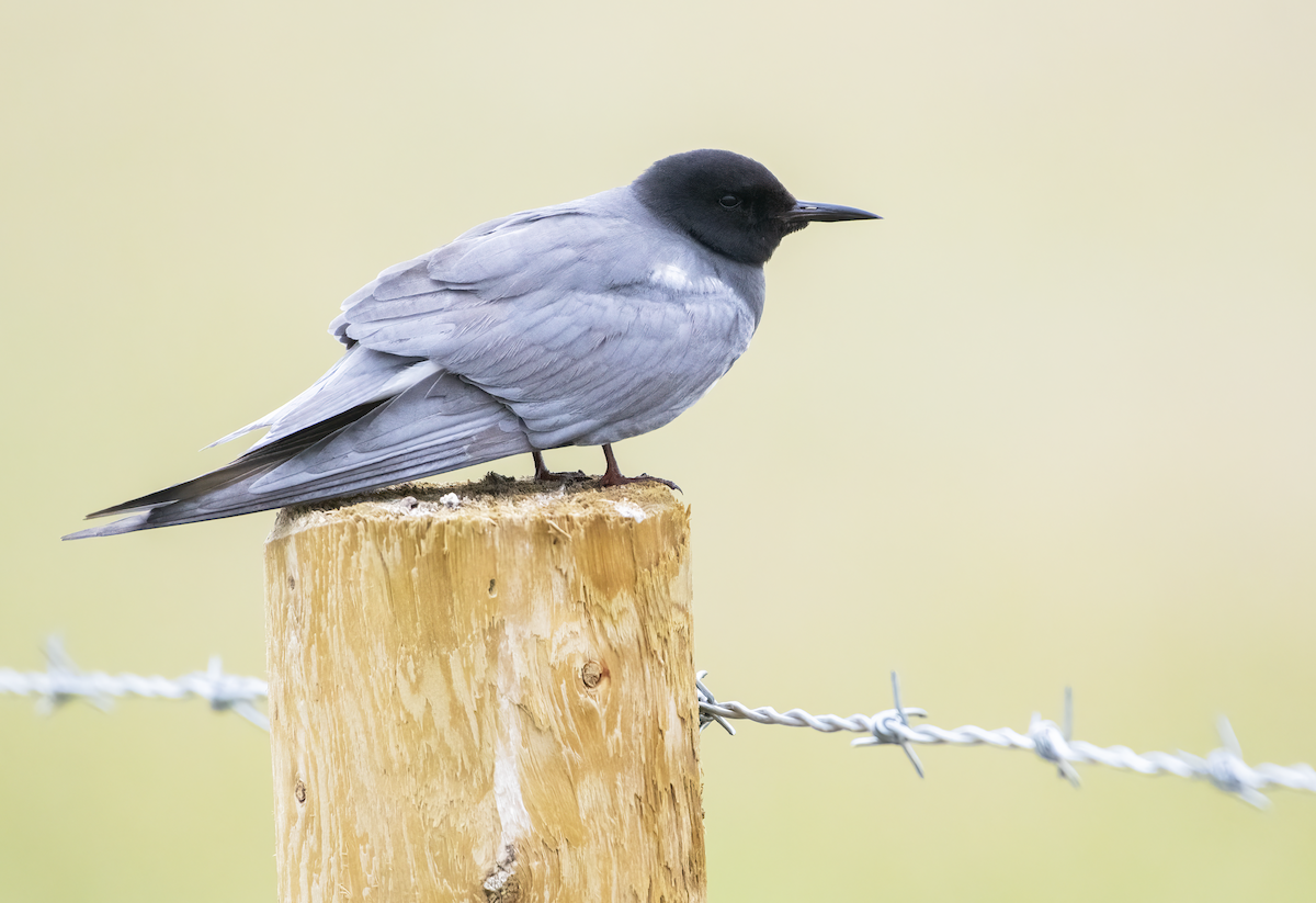 Black Tern - ML637613863