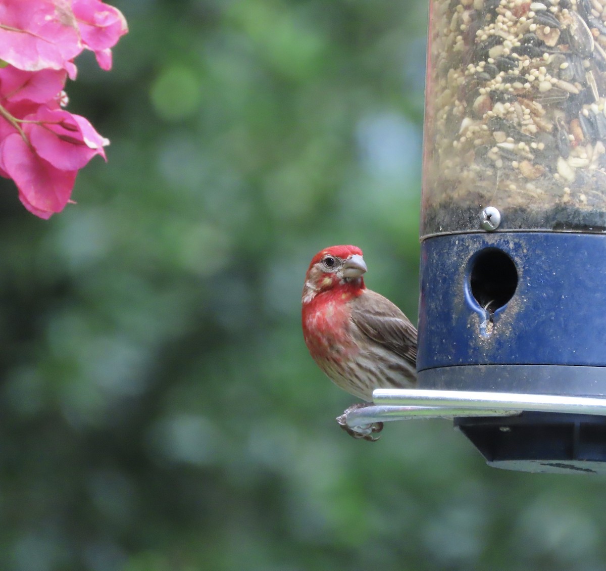 House Finch - ML637613883