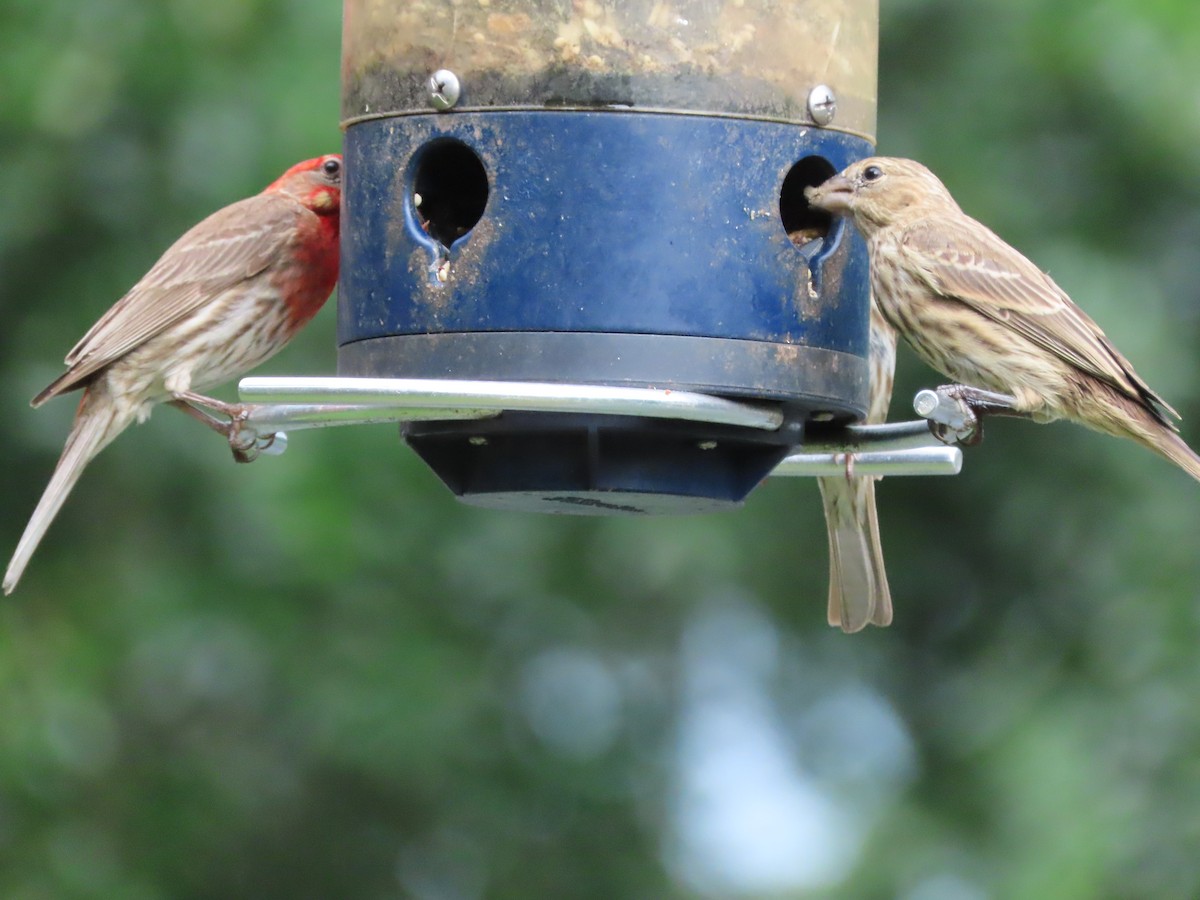 House Finch - ML637613884