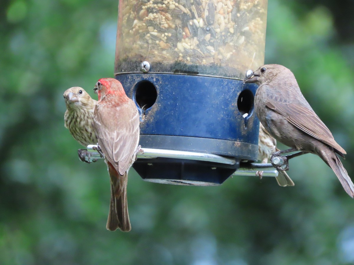 House Finch - ML637613885