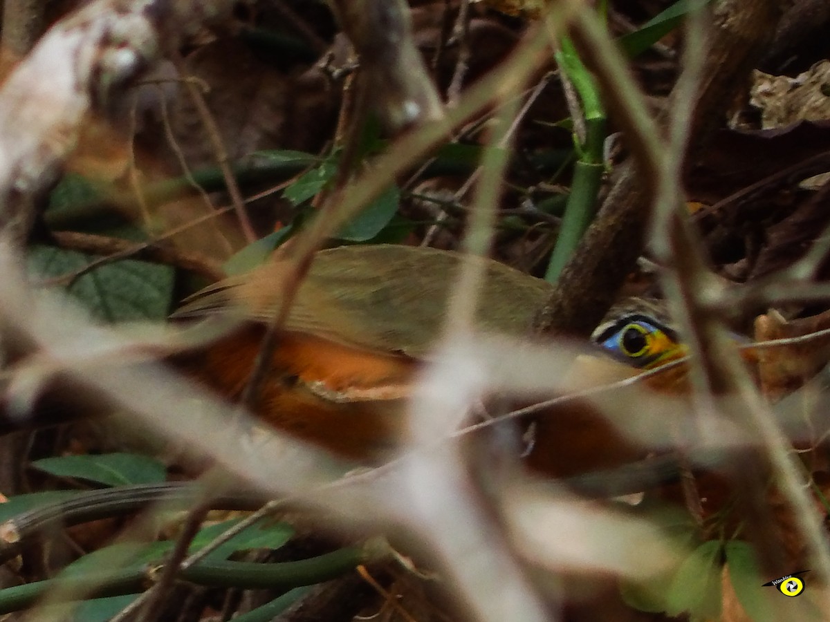 Lesser Ground-Cuckoo - ML637613894