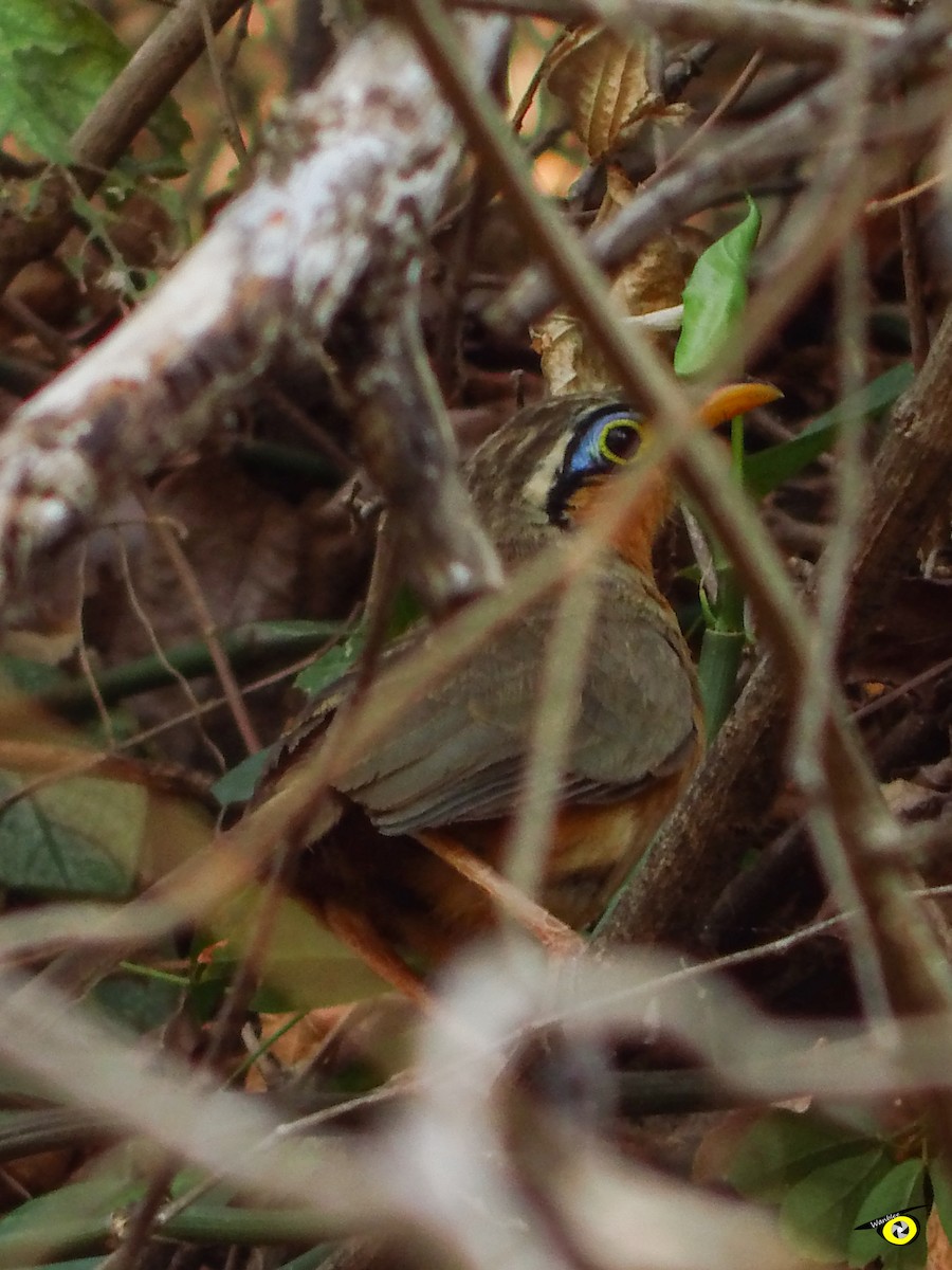 Lesser Ground-Cuckoo - ML637613895