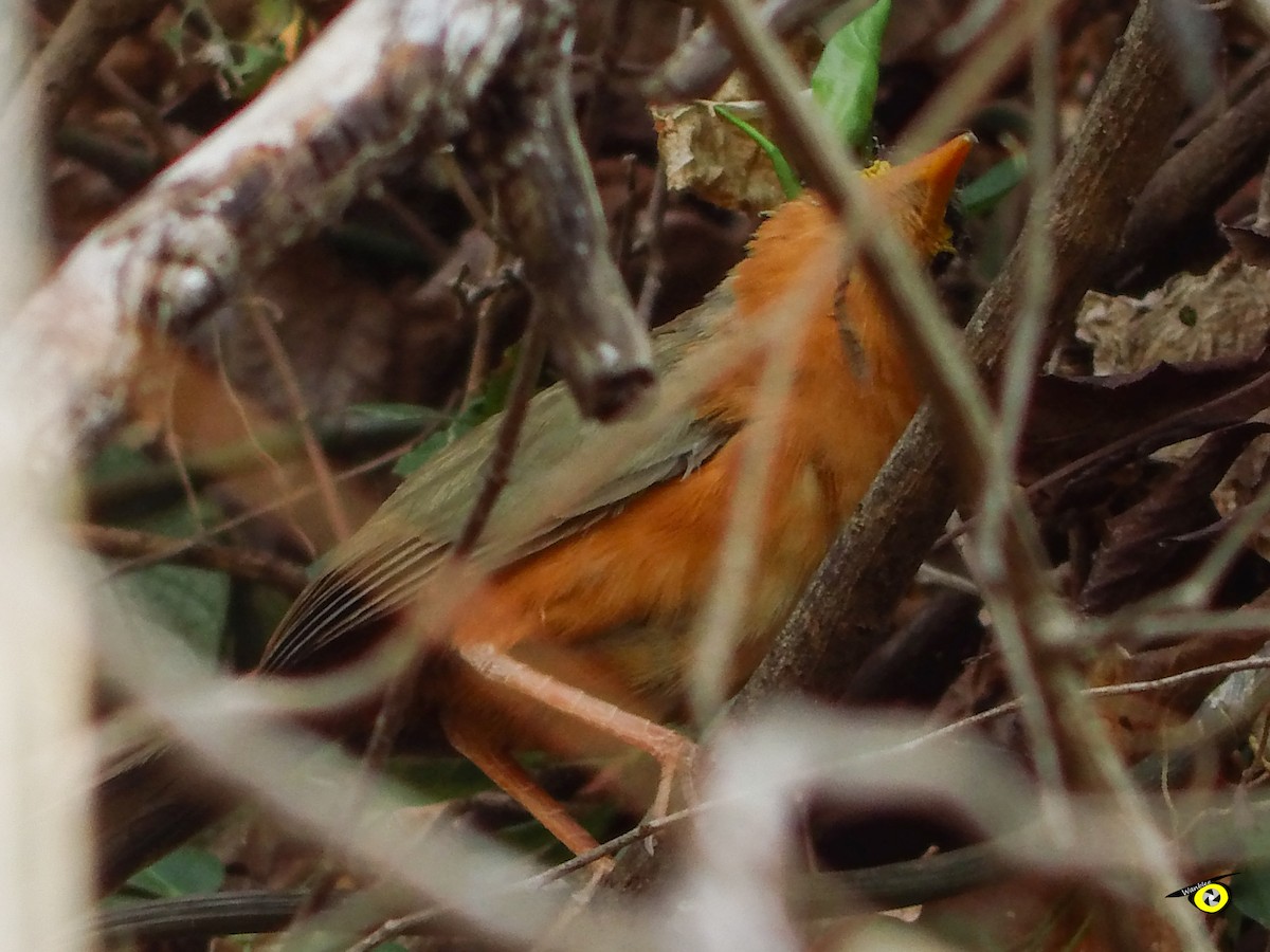 Lesser Ground-Cuckoo - ML637613896