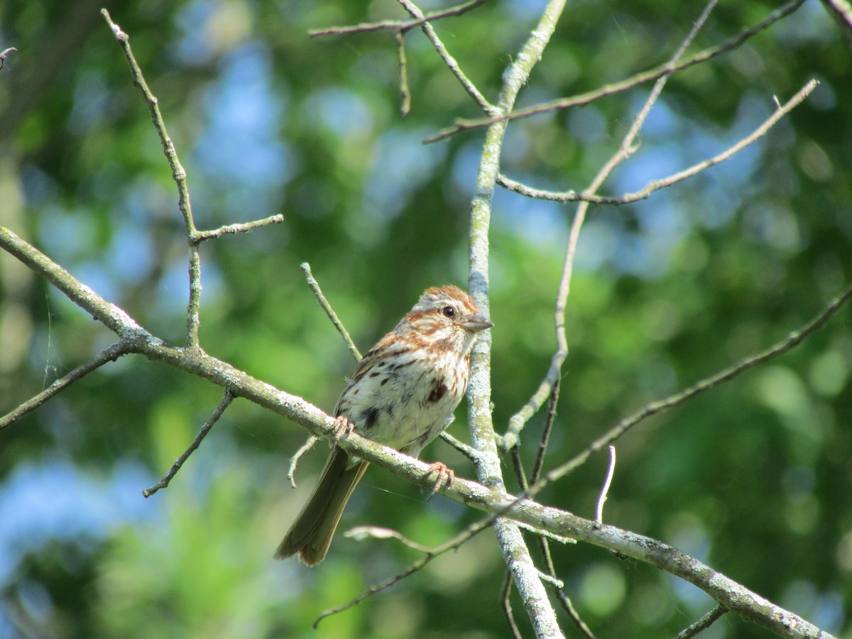 Song Sparrow - ML637613905