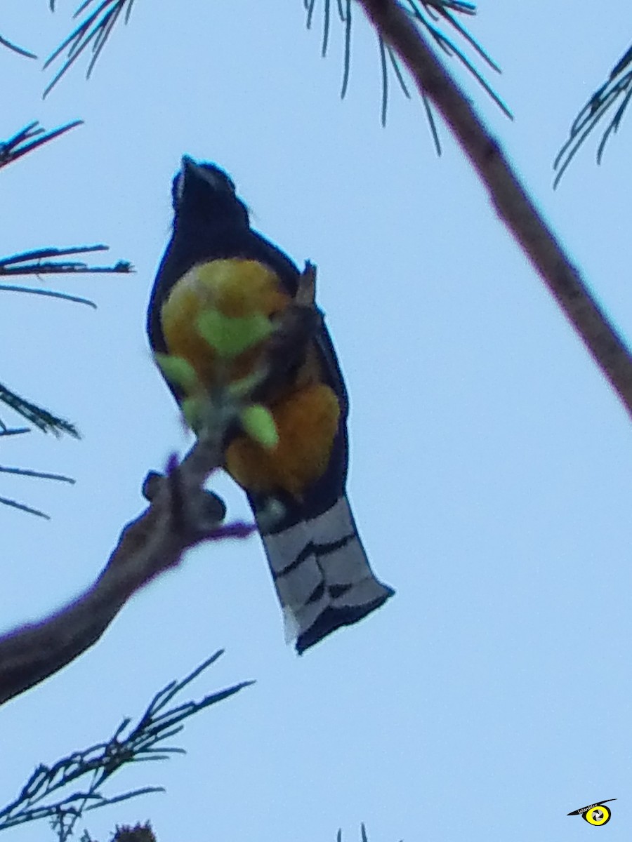 Black-headed Trogon - ML637613908