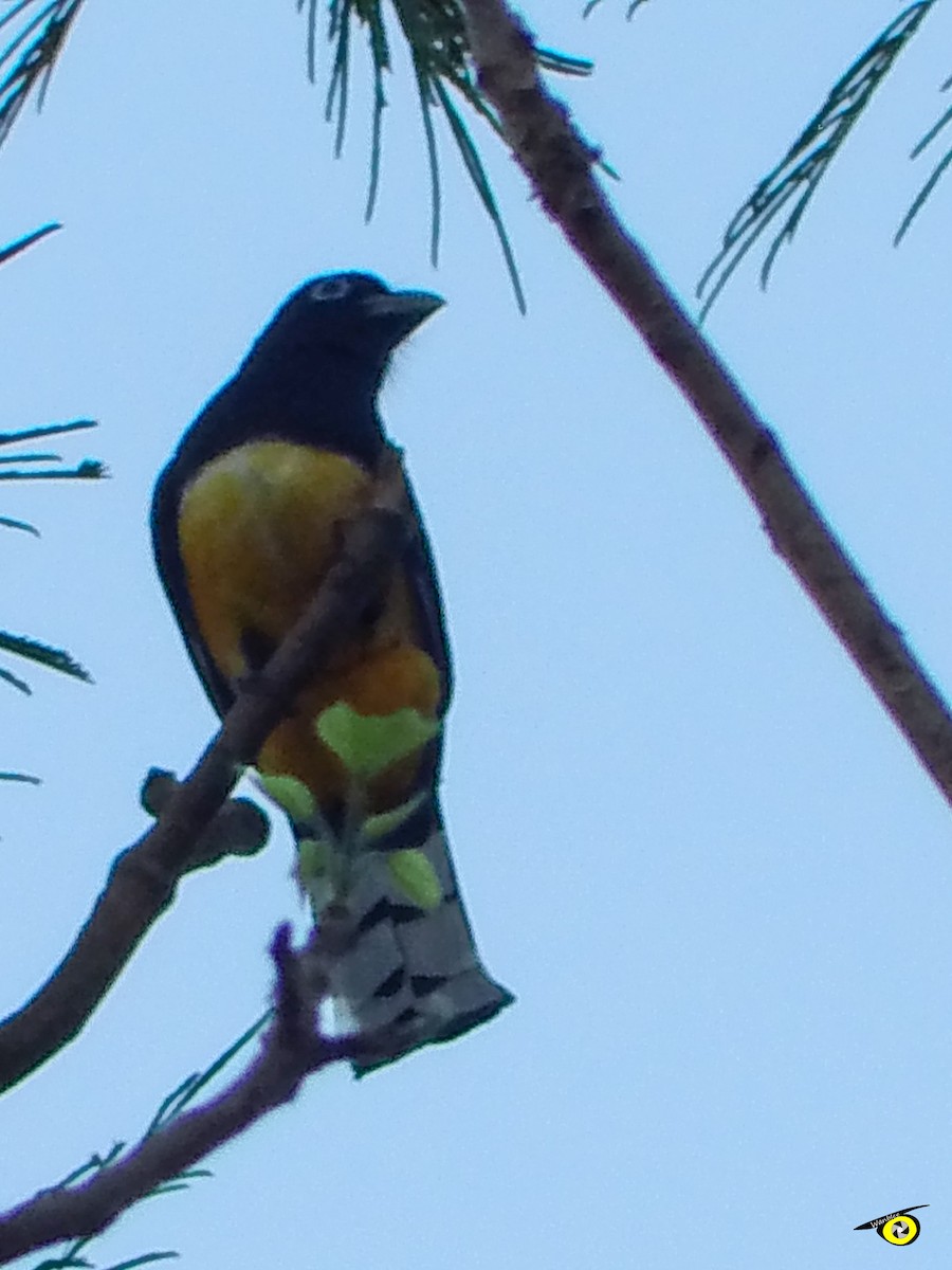 Black-headed Trogon - ML637613909