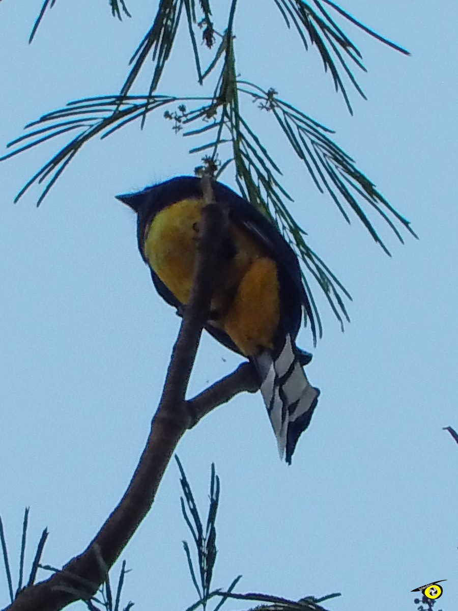 Black-headed Trogon - ML637613910