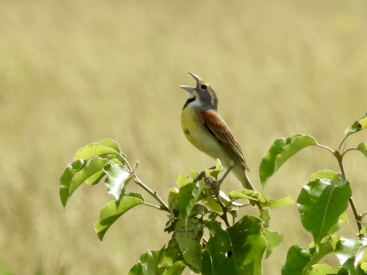 Dickcissel - ML637613911