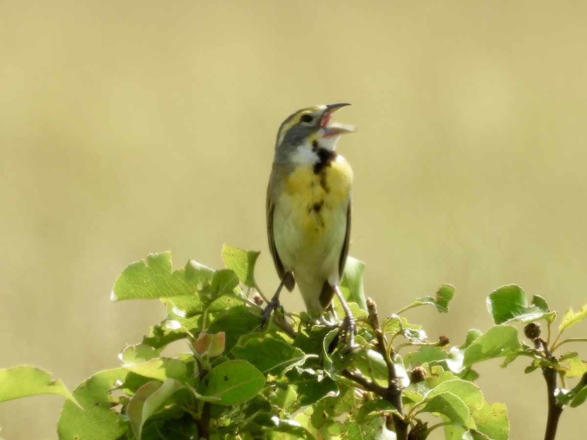 Dickcissel - ML637613912