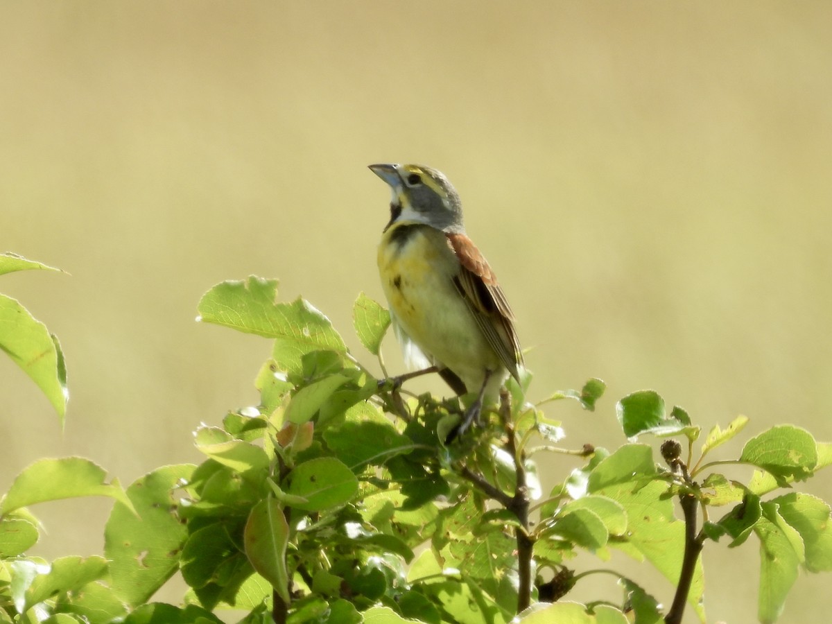 Dickcissel - ML637613913