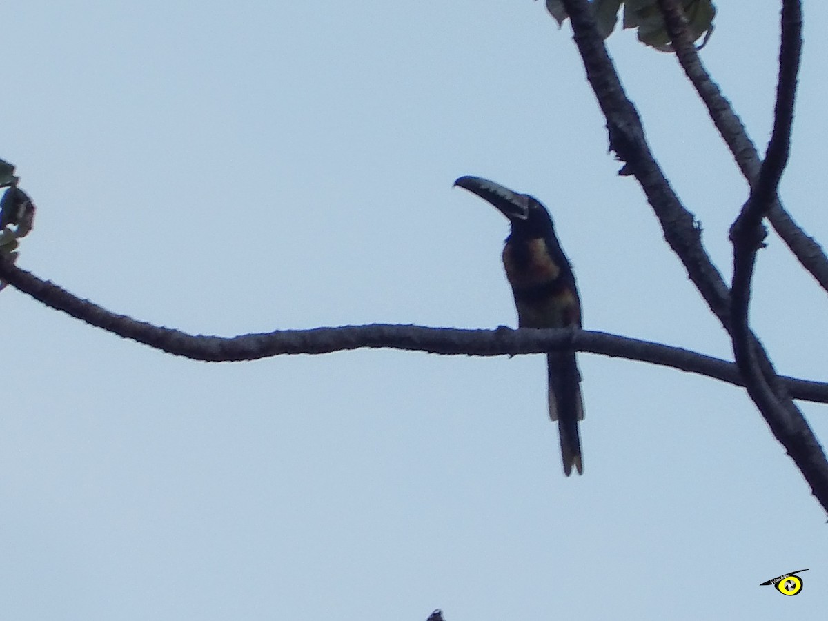 Collared Aracari - ML637613918