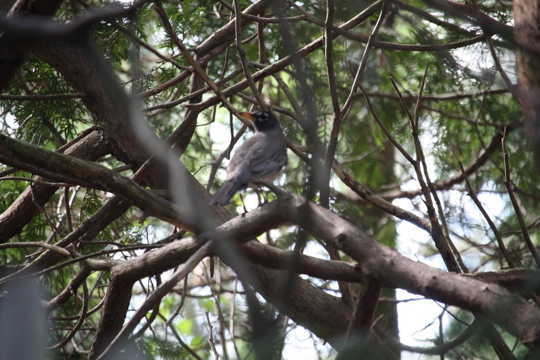 American Robin - ML637613919