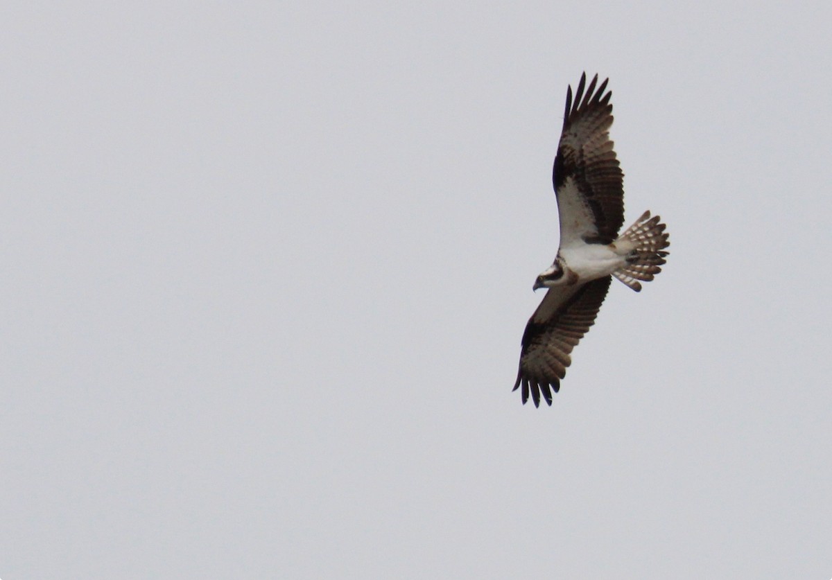 Osprey (Eurasian) - ML637613920