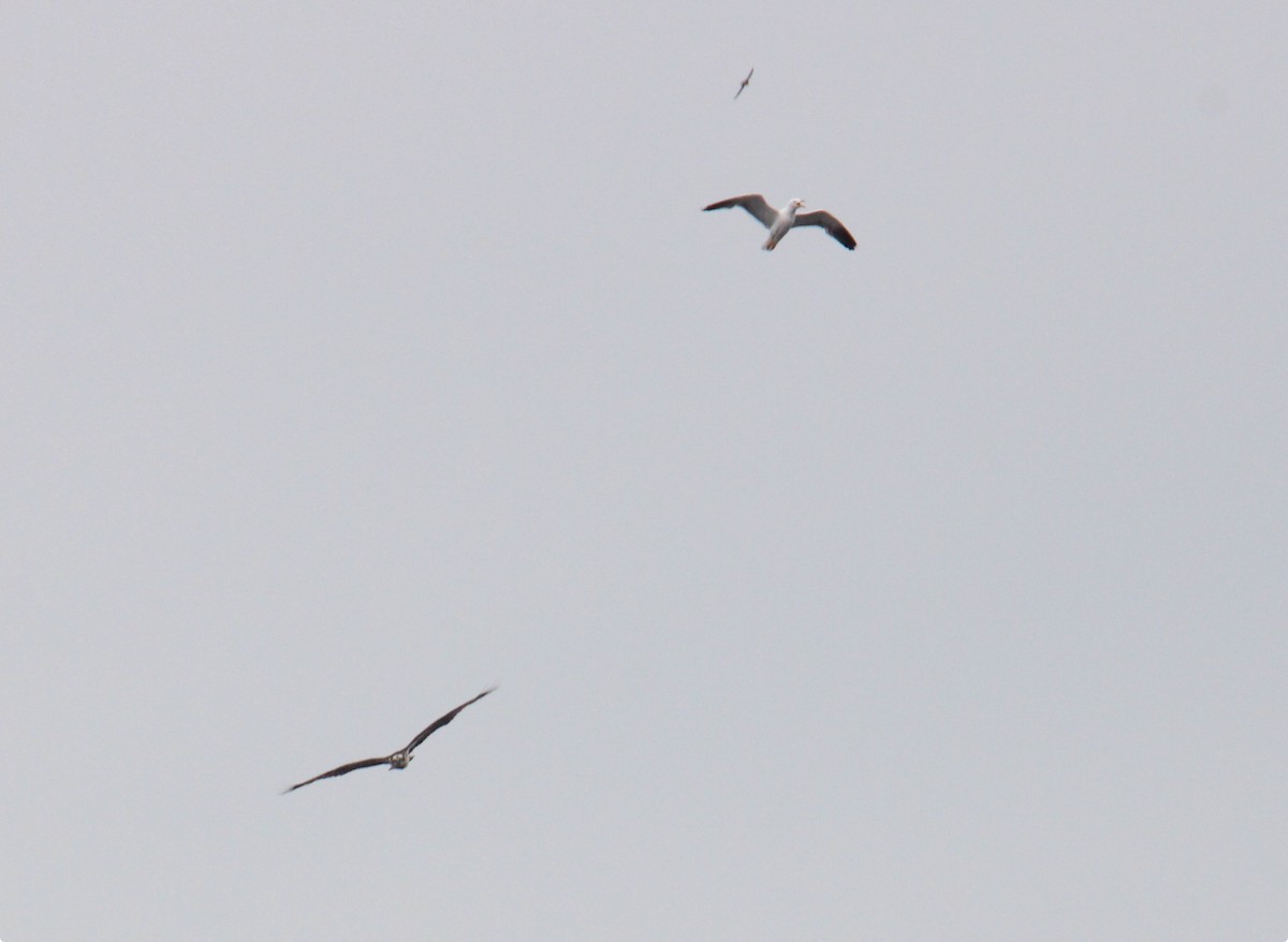 Osprey (Eurasian) - ML637613921