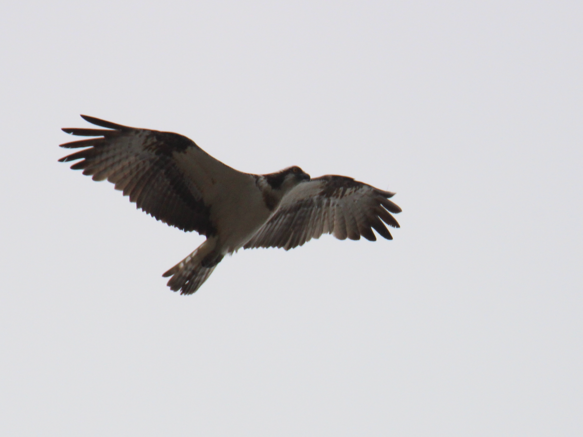 Osprey (Eurasian) - ML637613922