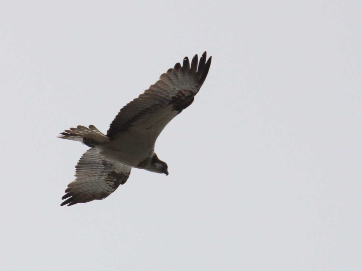 Osprey (Eurasian) - ML637613923