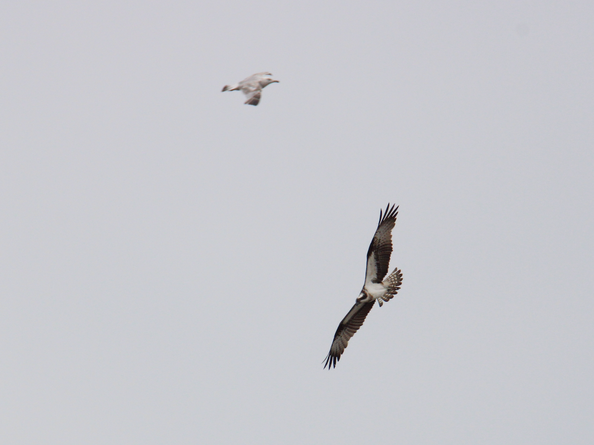 Osprey (Eurasian) - ML637613924