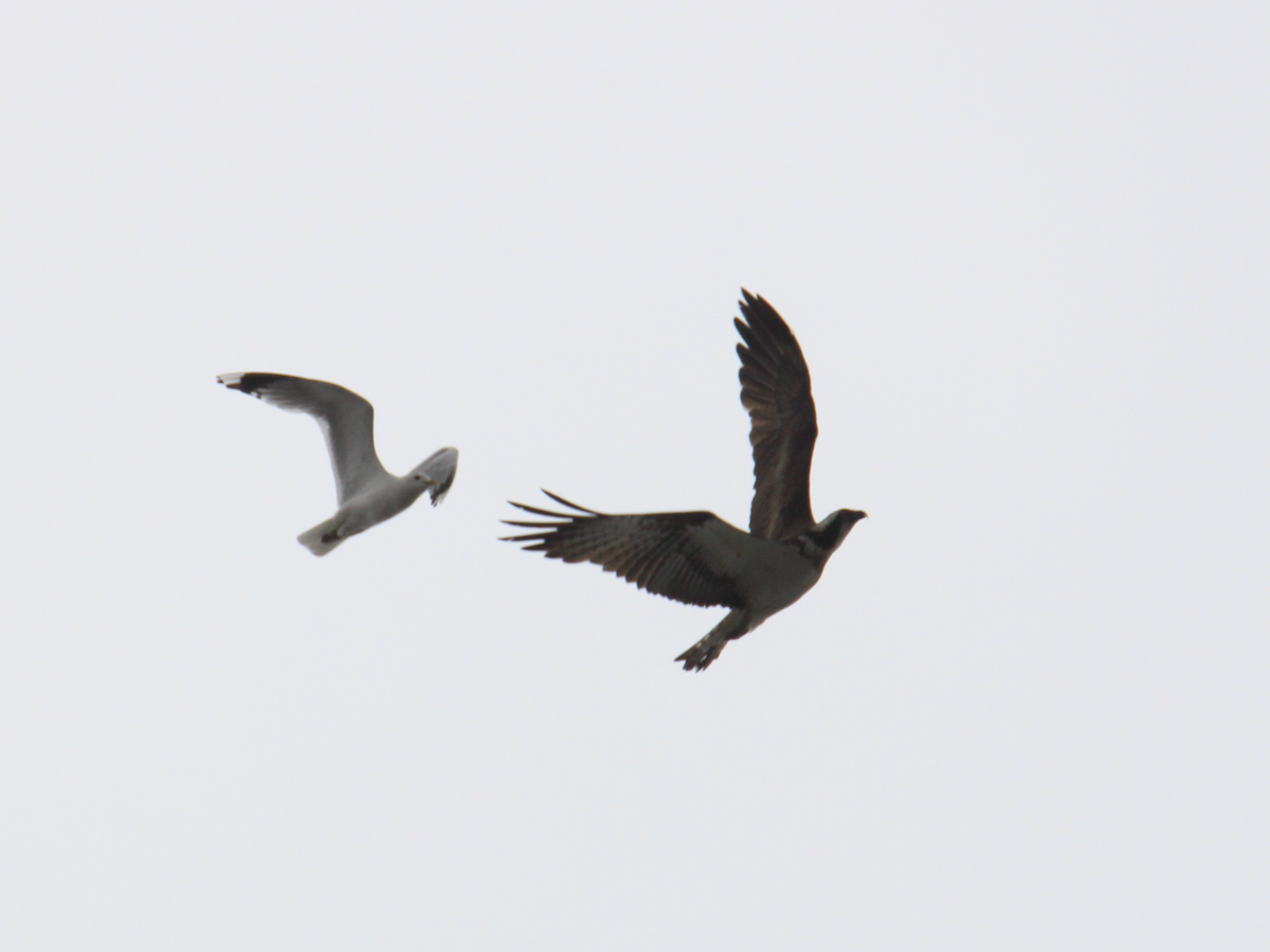 Osprey (Eurasian) - ML637613925