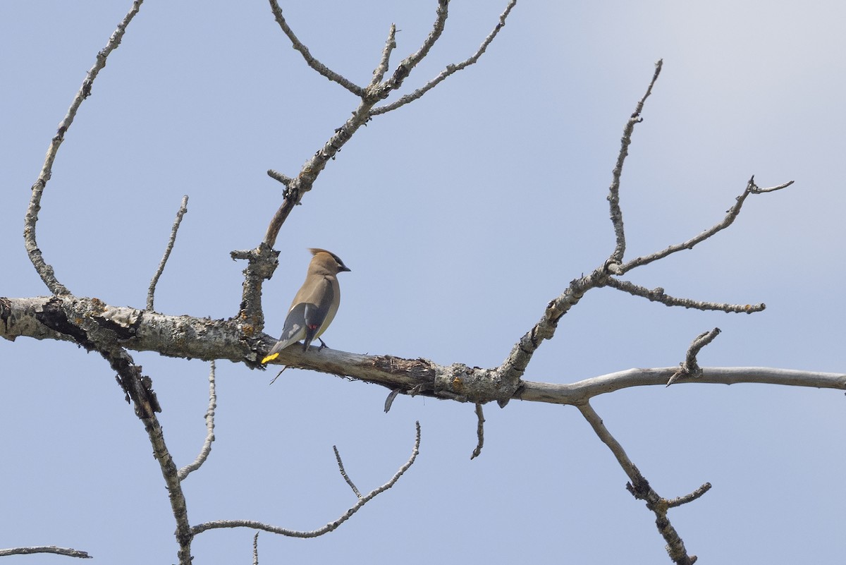 Cedar Waxwing - ML637613926