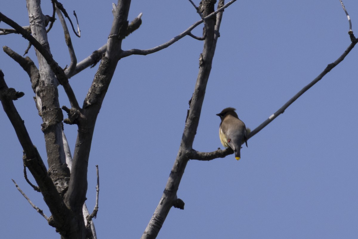 Cedar Waxwing - ML637613927
