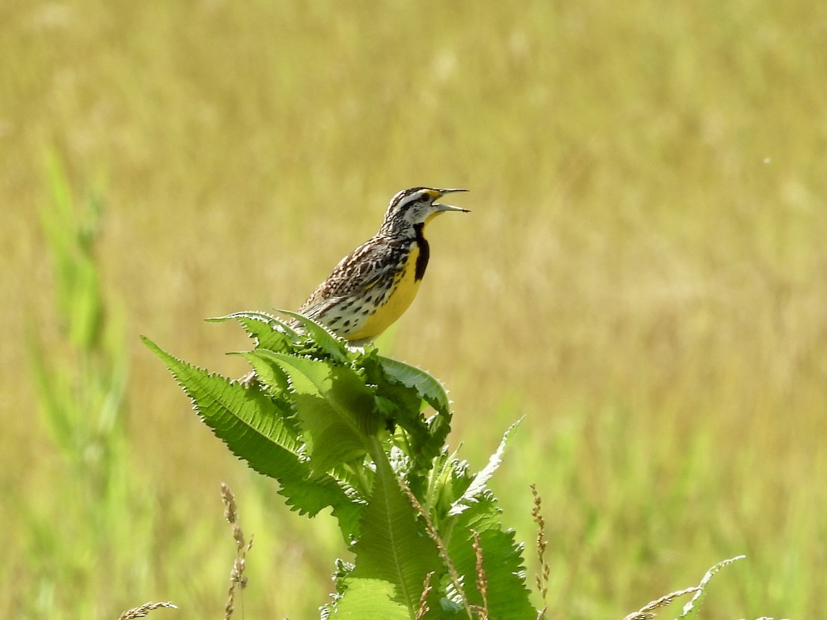 Eastern Meadowlark - ML637613928