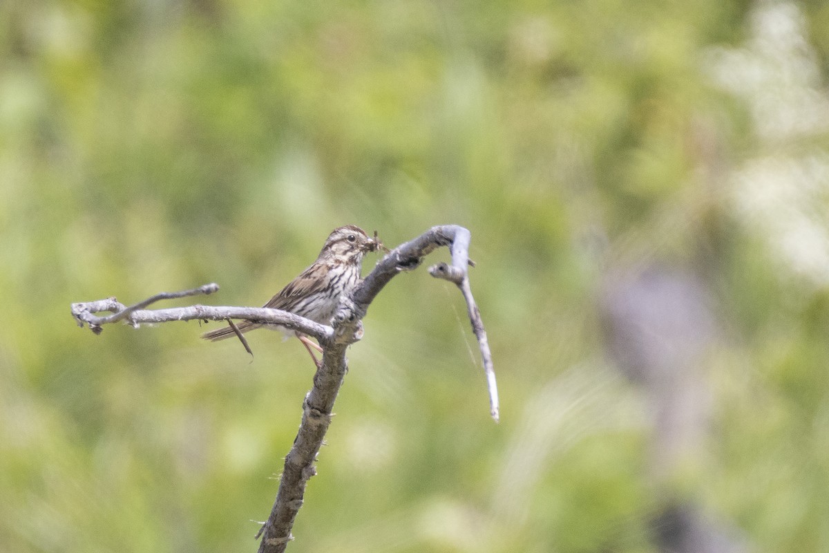 Song Sparrow - ML637613929
