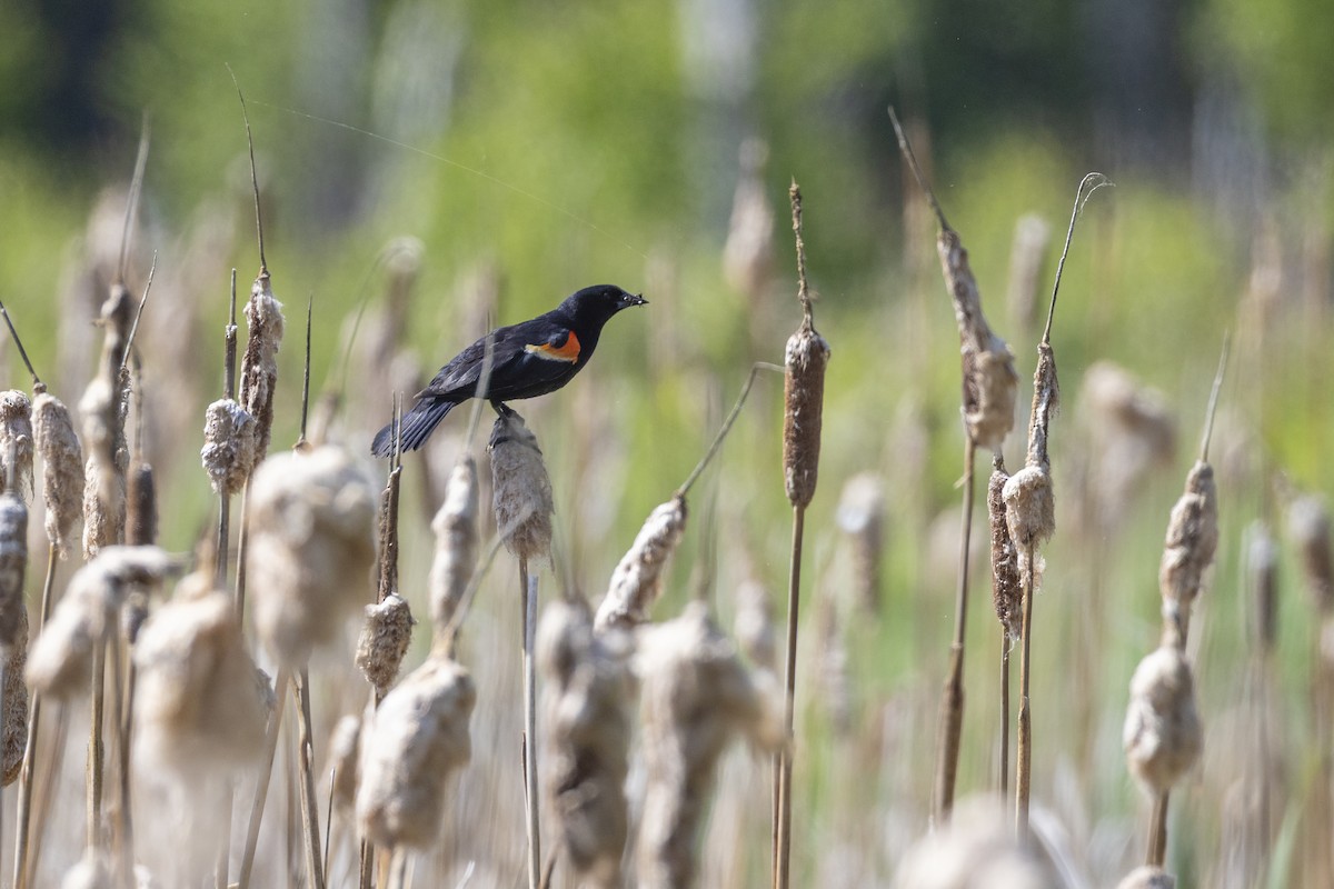 Red-winged Blackbird - ML637613931