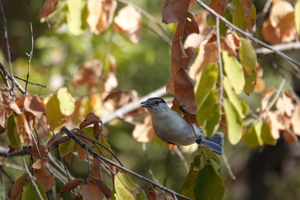 Black-backed Puffback - ML637613935