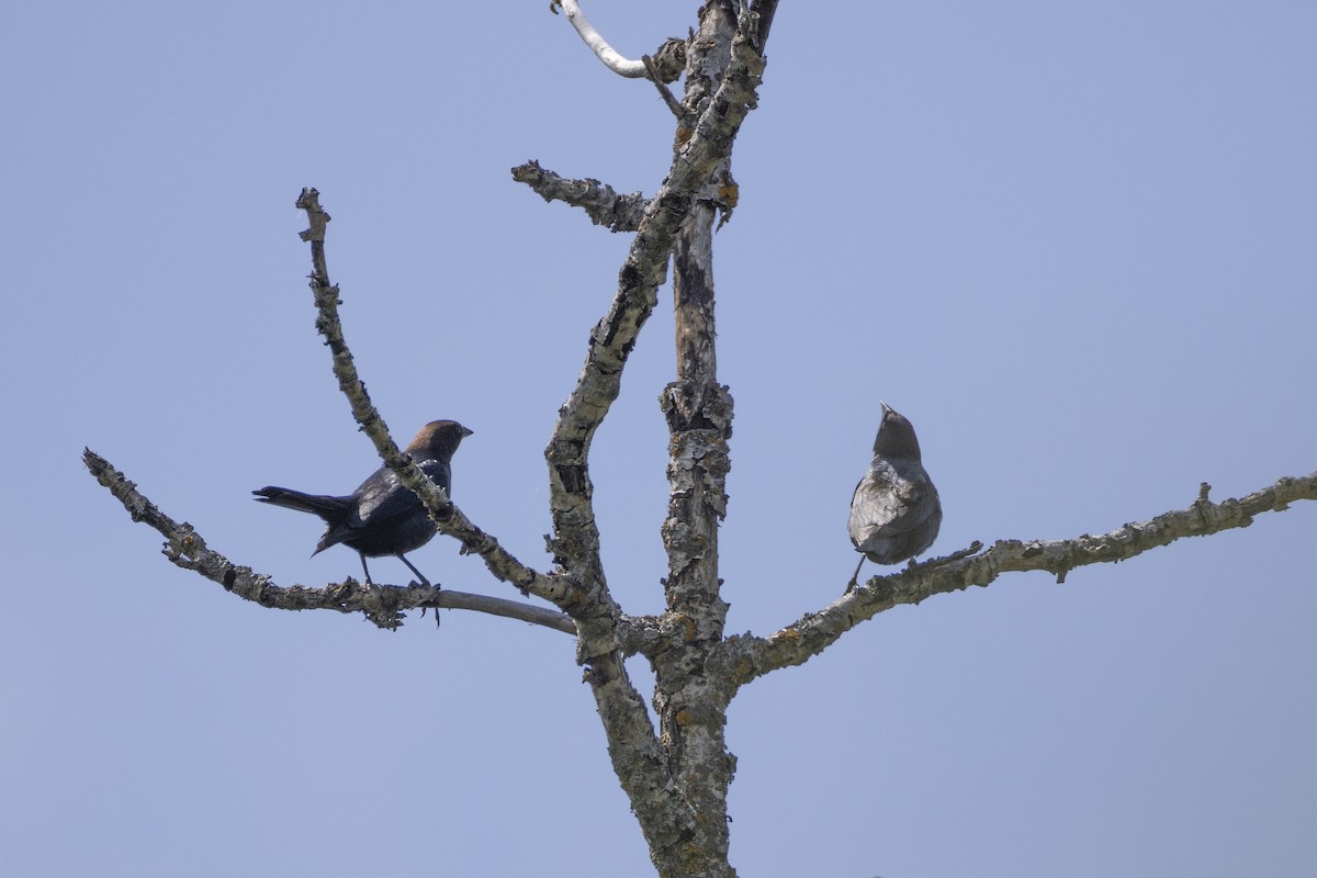 Brown-headed Cowbird - ML637613937