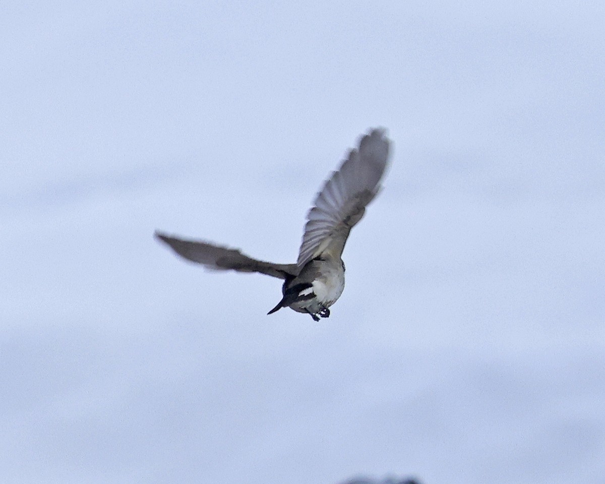 Taiga Flycatcher - ML637613943
