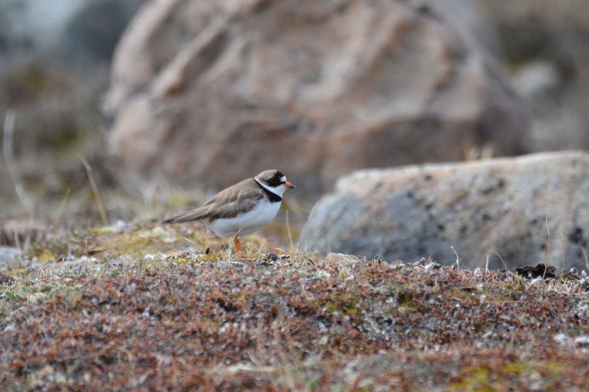Semipalmated Plover - ML637613949