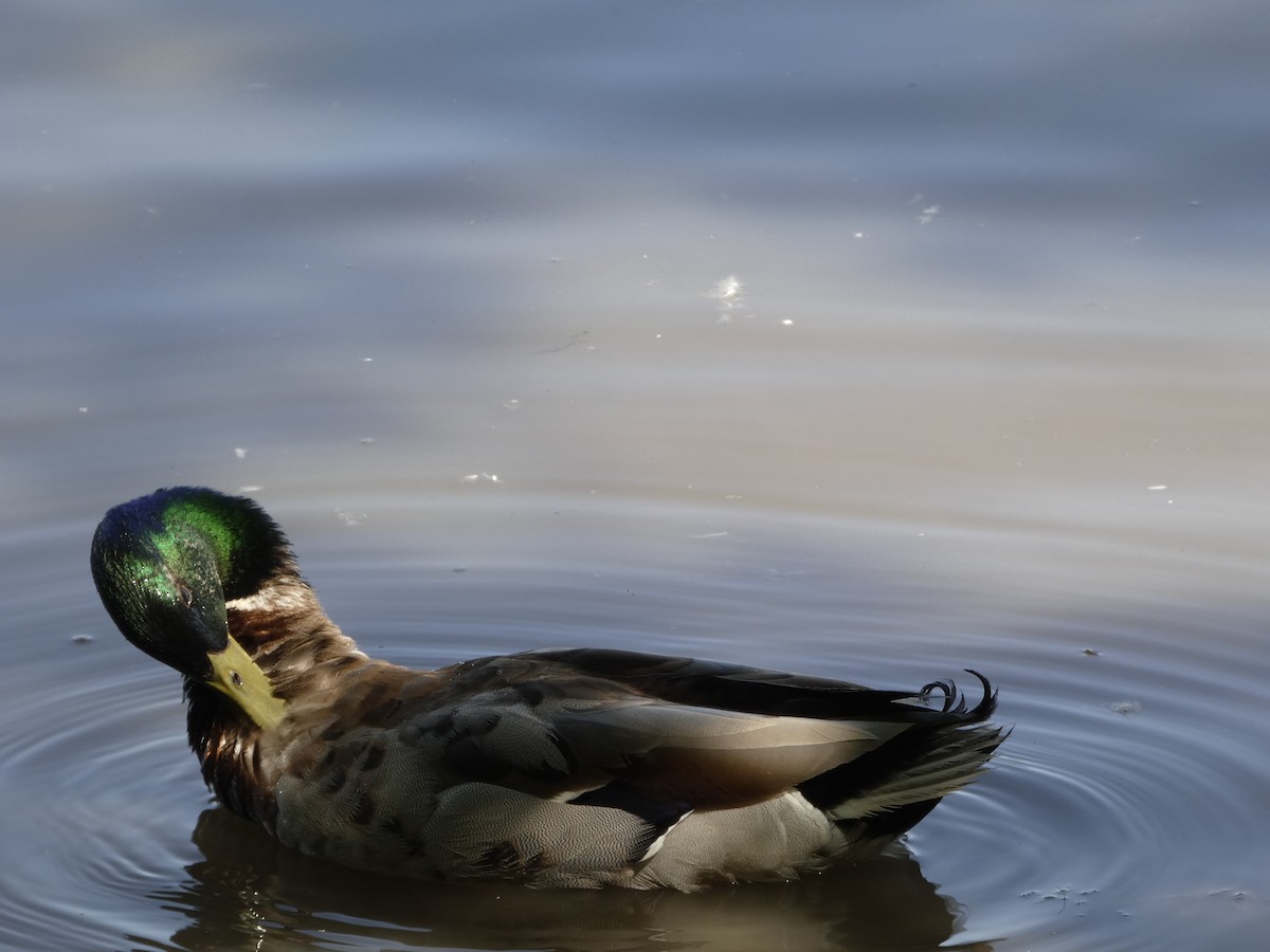 Mallard - ML637613958