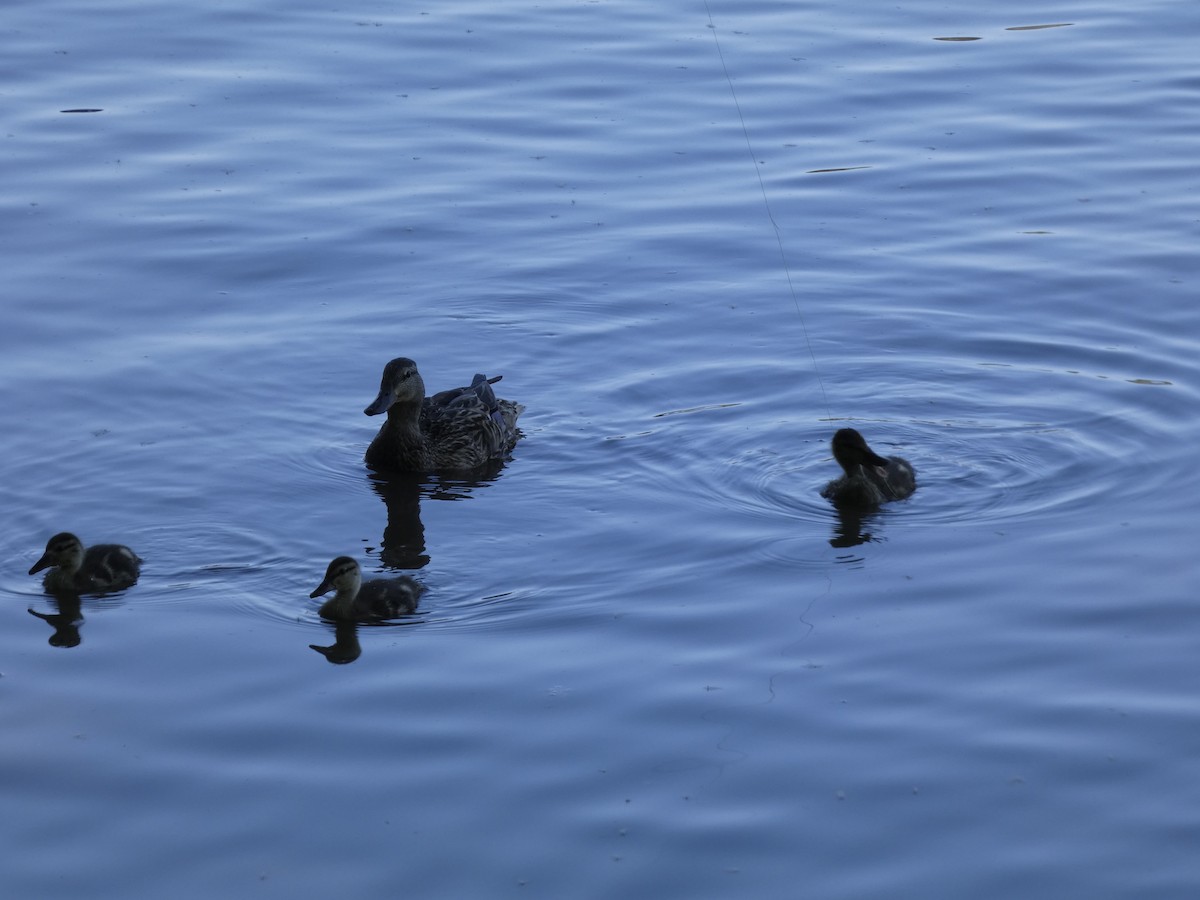 Mallard - ML637613959