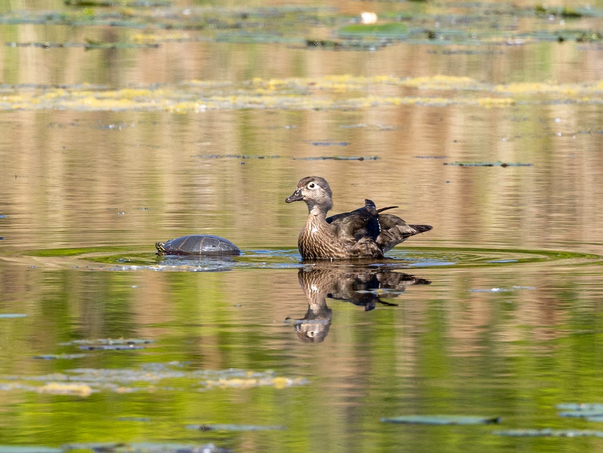 Wood Duck - ML637613960