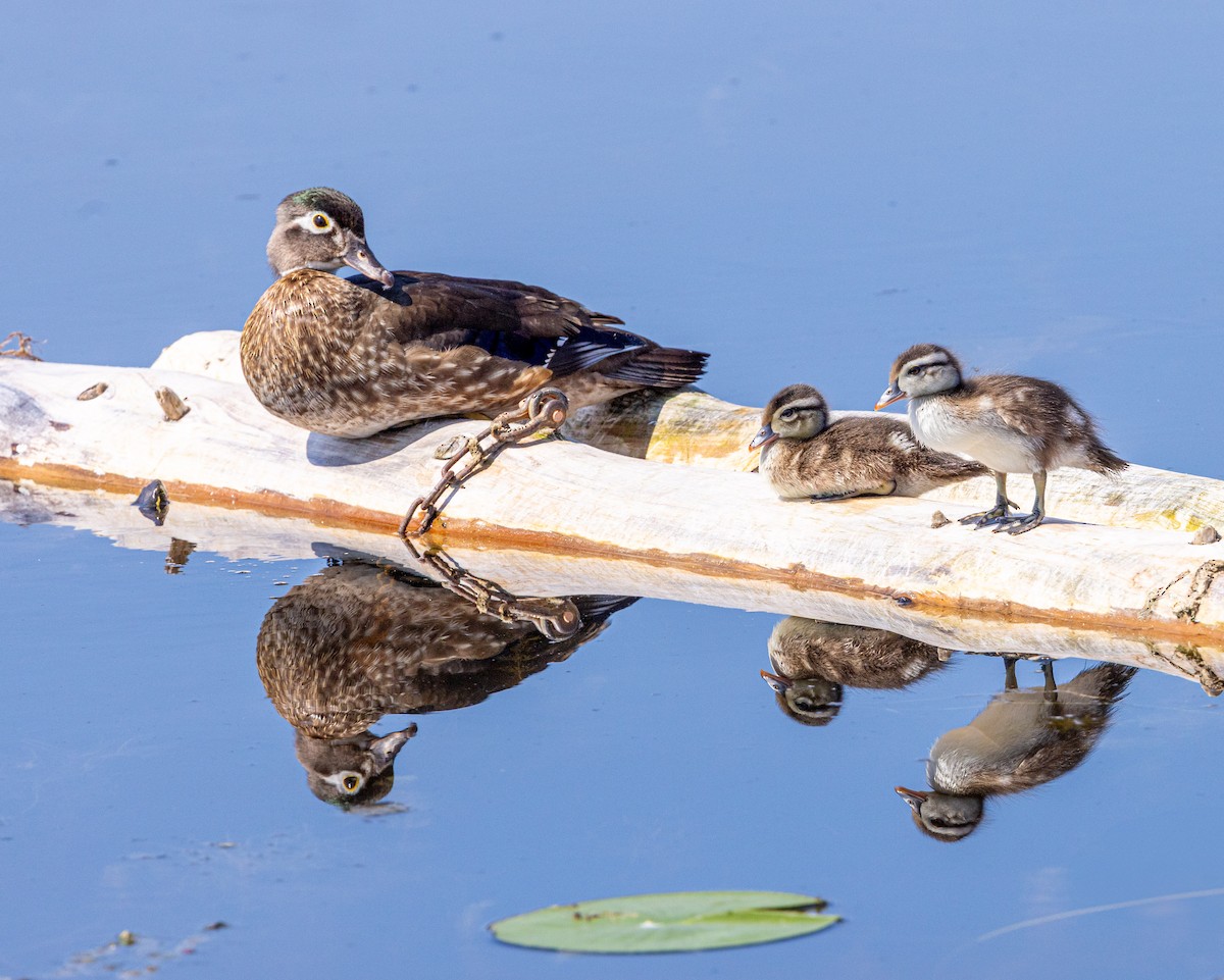 Wood Duck - ML637613961