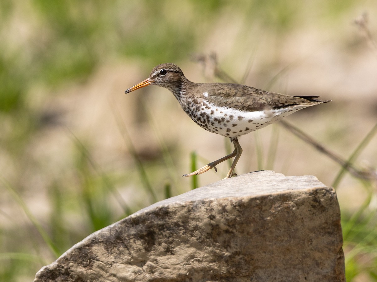 Spotted Sandpiper - ML637613963