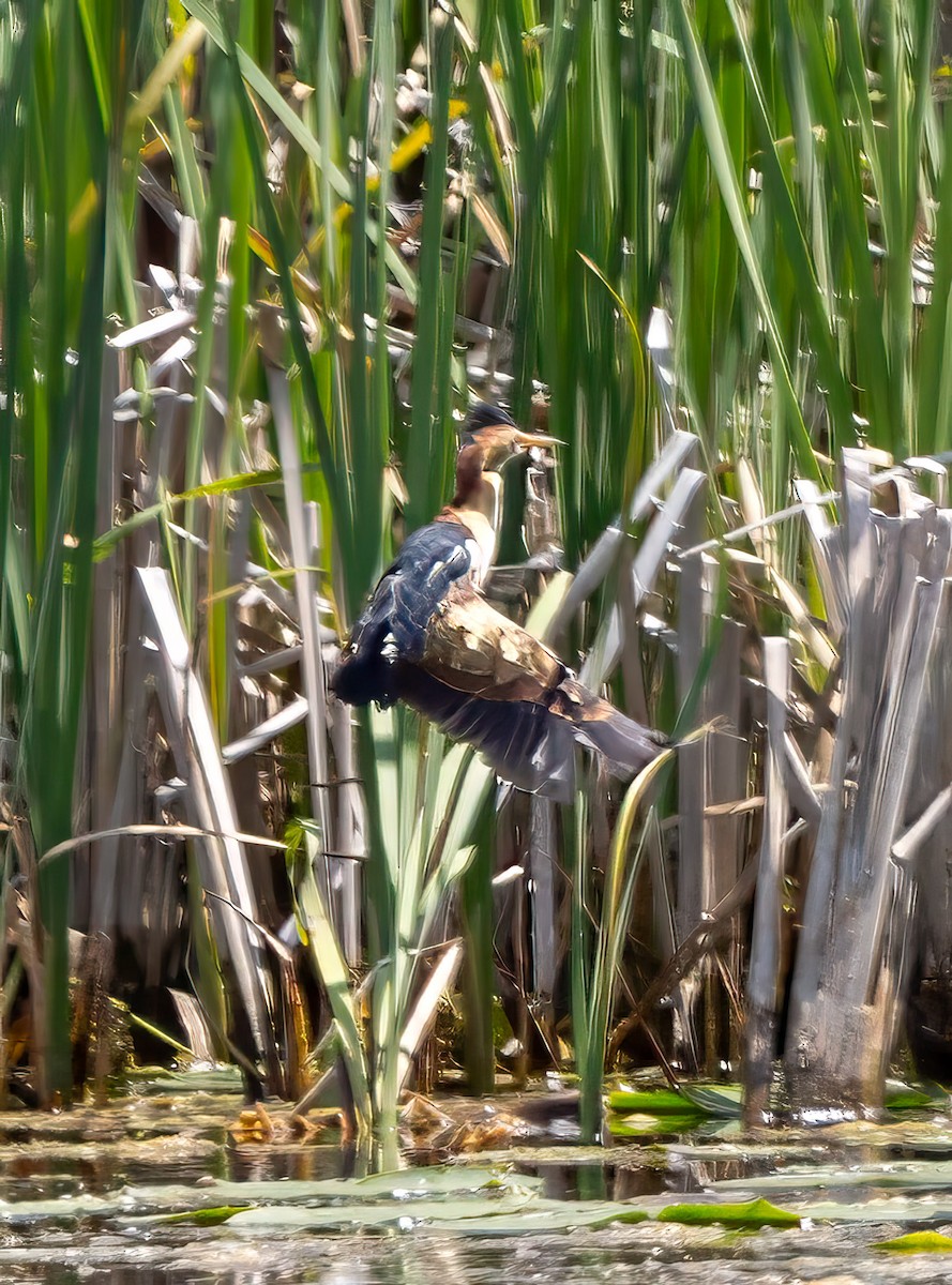Least Bittern - ML637613967