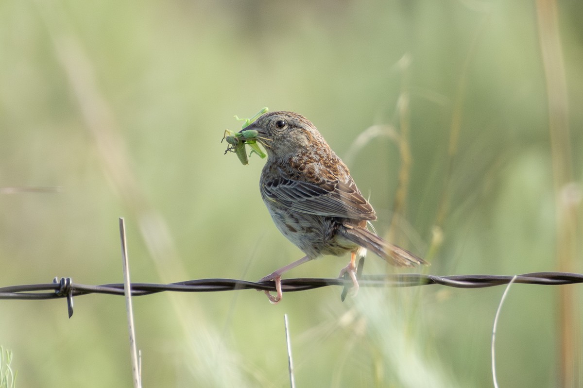 Cassin's Sparrow - ML637613971