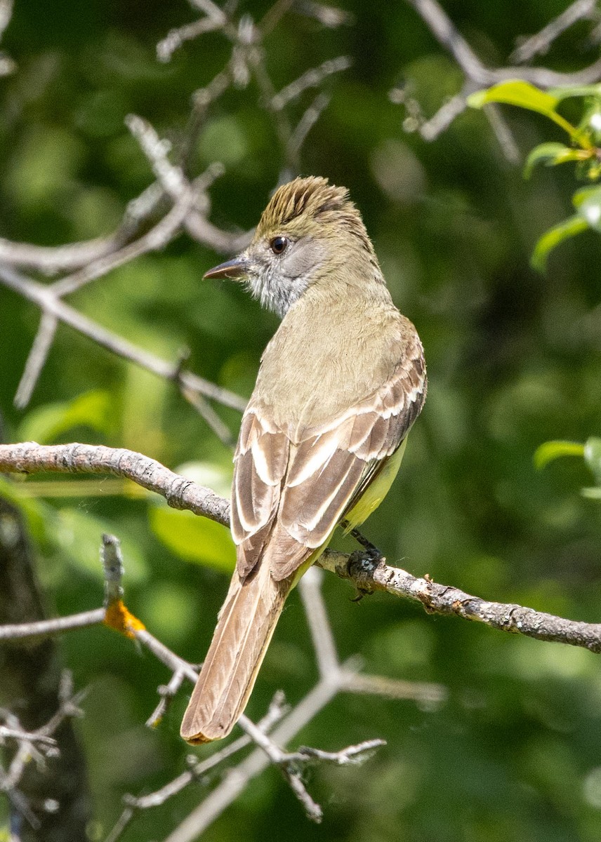 Great Crested Flycatcher - ML637613973